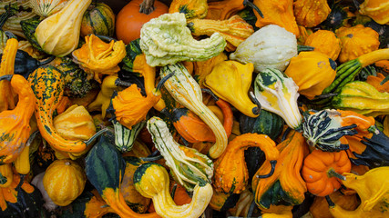 Bunte verschiedene Kürbissorten im Herbst (Draufsicht)