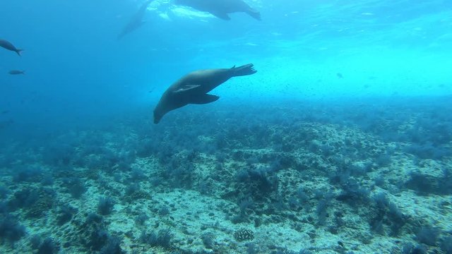 Sea lions in the sea of cortez