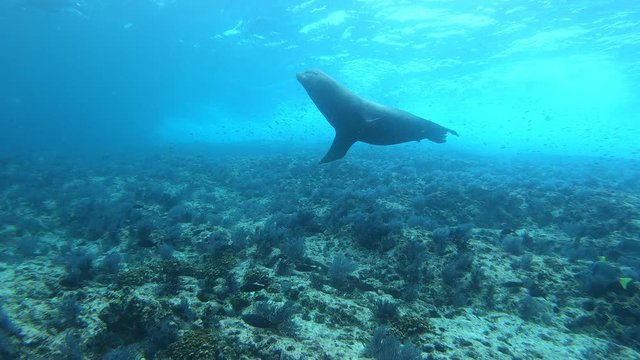 Sea lions in the sea of cortez