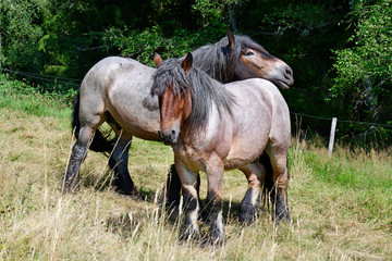 Brabanter / Belgisches Kaltblut / Belgier - Belgian horse © bennytrapp