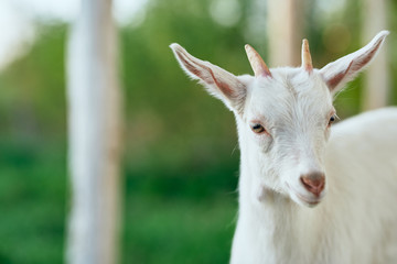 portrait of a goat