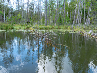 wild lake view, dry tree branches in the water, overgrown shores, wild grass and leaves