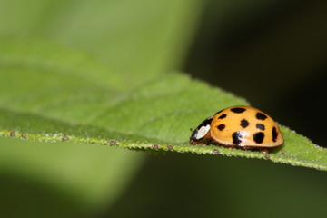 Ladybug crawling on a leaf