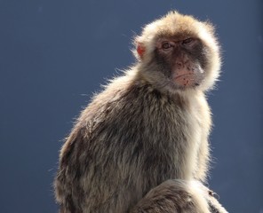 Monkey from Gibraltar 
