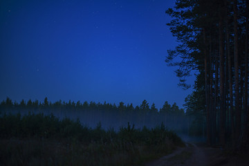 Pine forest at night
