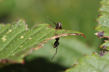 Ant climbing down a leaf
