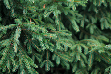 Green branches of the Carpathian Smereka