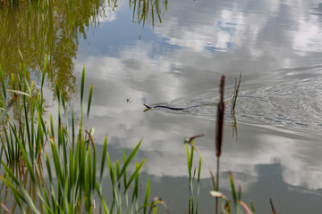 Water snake floating in lake