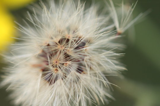dandelion up close 