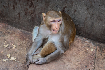 Monkey in the monkey temple of Jaipur