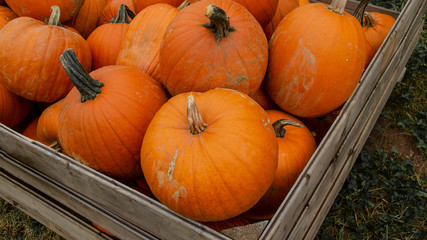 wunderschöne orangene Kürbisse - viele Kürbisse Verkaufsstand auf dem Markt / Hofladen