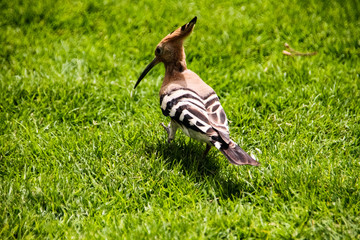 bird walks on the green lawn