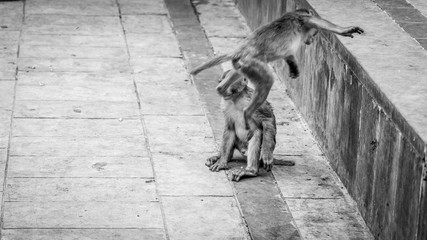 Monkeys in the monkey temple of Jaipur