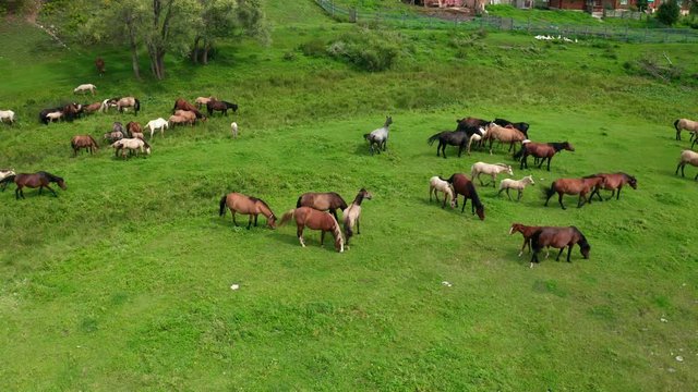 A shot of a herd of horses with little foals. Beautiful horses of different colors. Herd grazes in a green meadow.