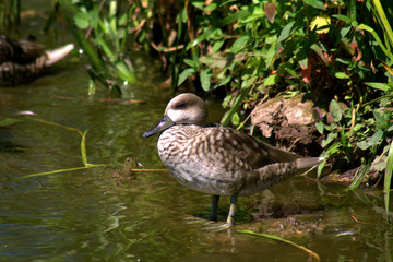 Marbled Teal or Marbled Duck.