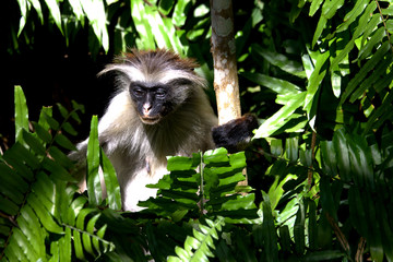 Colobus monkey sat in tree feeding on leaves.