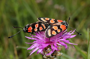 farfalle vellutate in accoppiamento (Zygaena carniolica)