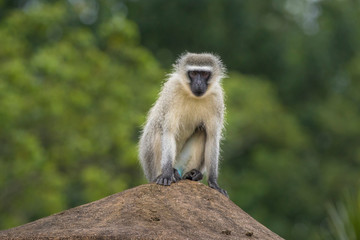 Naklejka na ściany i meble Vervet monkey-Singe vervet (Chlorocebus), Kwazulu natal, south africa.