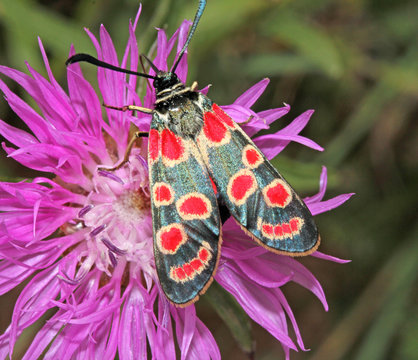 elegante farfalla vellutata (Zygaena carniolica)