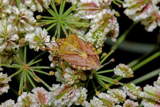 cimice (Carpocoris purpureipennis) su semi di Laserpitium
