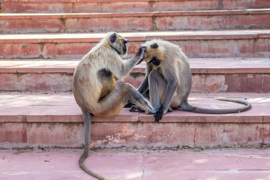 Monkeys stripping each other