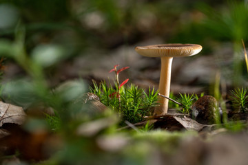 Beautifully exposed wild fresh mushroom in autumn forest