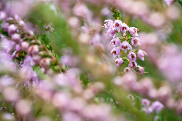 Pink heather flower against colorful defocused background bokeh