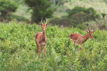 Impala antelope (Aepyceros melampus), Kwazulu natal, South Africa.