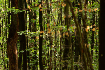 Fototapeta premium Thick Sauerland forest with sunlight entering the freshly watered foliage from the rain