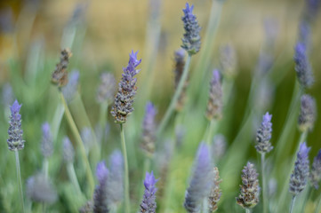 Wild lavender