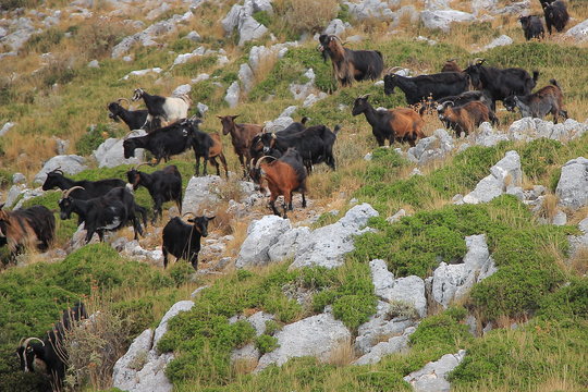 Una mandria di capre al pascolo vicino al punto di vista sul Passo Llogar in Albania.
