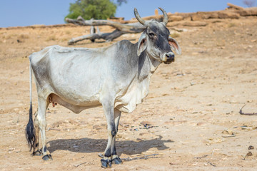 Cow in the Indian desert near Jaisalmer