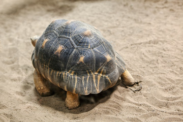 Radiated Tortoise walking on the desert sand