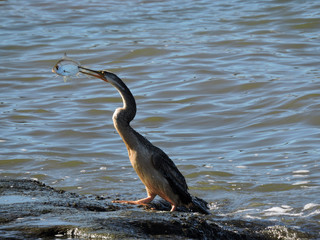 Australasian Darter with caught fish in beak
