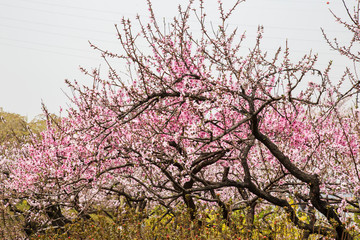 봄 매화꽃 나무