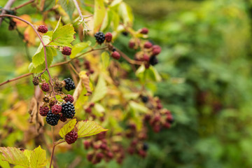 Blackberry plant in a garden