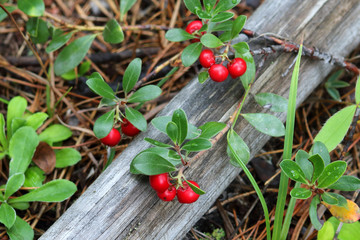 Bright red berries of the Kinnikinnick plant sprawl over a log in the forest