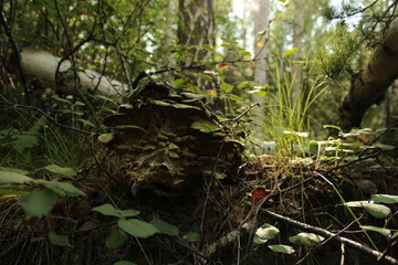 Obraz premium Thickets in the forest close-up in the taiga.