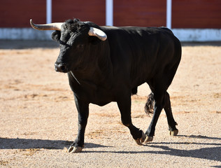 toro bravo espa&ntilde;ol con grandes cuernos en plaza de toros