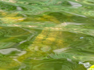 abstract picture with underwater plants, reflections, beautiful colors, suitable for textures