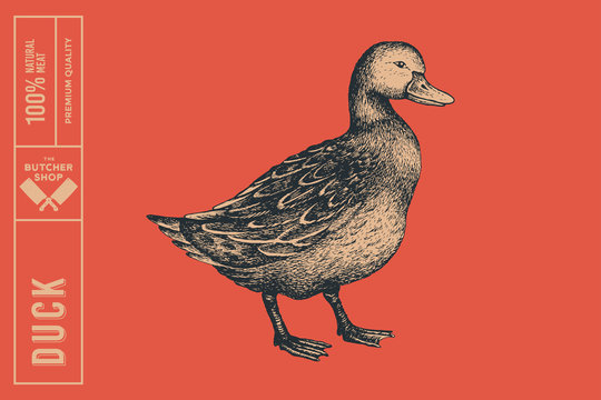 Graphical drawn duck. Hand-drawn retro picture with a poultry in an engraving style. Can be used for menu restaurants, for packaging in markets and shops. Vector vintage illustrations.