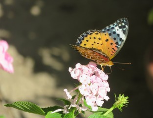ランタナにとまるオレンジ色の蝶々