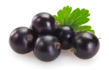 Black currant on white background