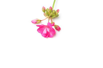 pink red pansy flower on white background 