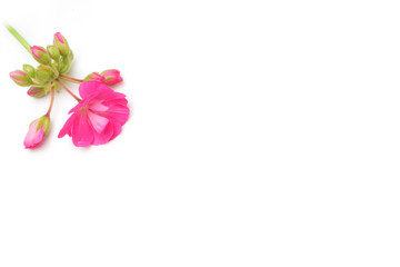 pink red pansy flower on white background 