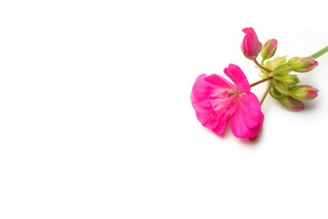 pink red pansy flower on white background 