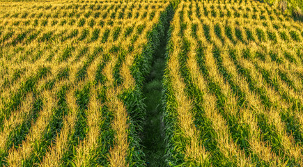 field of corn