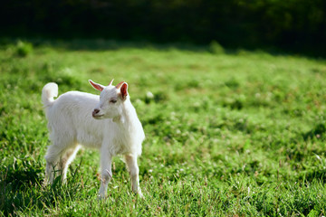 Fototapeta premium goat on green grass
