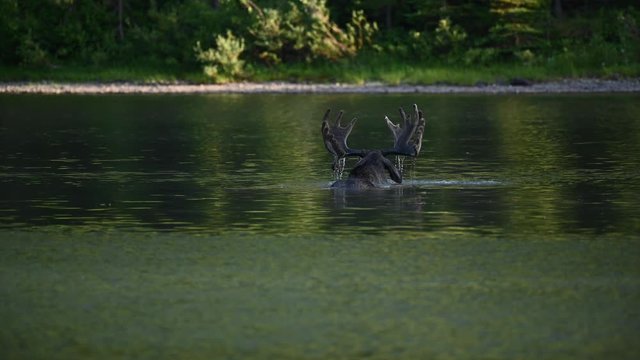 Male Moose Antlers Peek Above Water in Montana lake