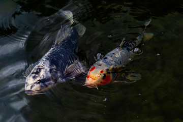 decorative fish swim side by side in a pond